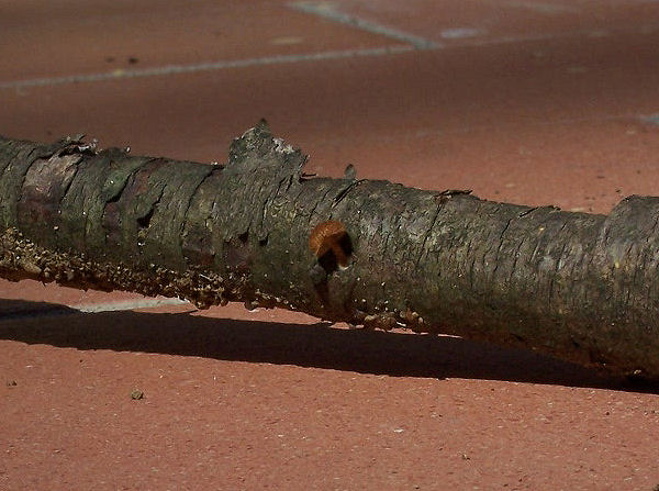 Phaeomarasmius erinaceus